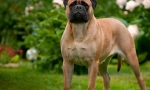 Bullmastiff (foto): brave branitelj i privrženi jedni drugima